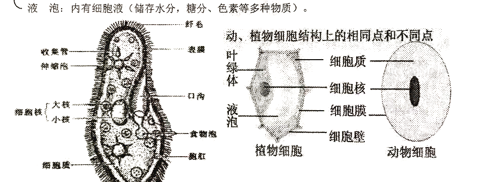 草履虫与动植物细胞结构对比图